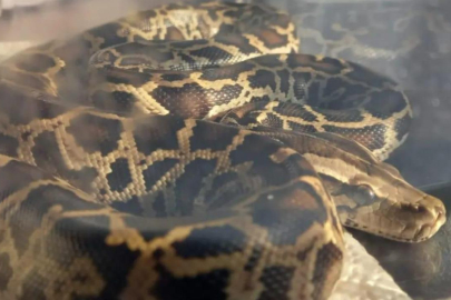 Gece yarısı üzerinde 2,5 metrelik pitonla uyandı