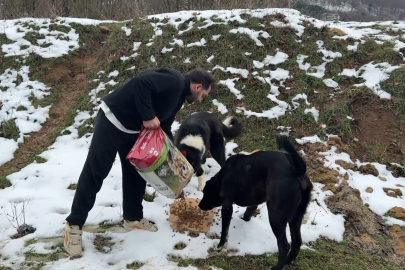 Uludağ'da aç kalan köpeklerin imdadına hayvanseverler yetişti