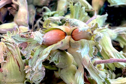 Uludağ'ın fındığı destek bekliyor