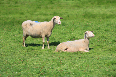 Bursa'da küçükbaşa yönelik önemli bir proje hayata geçiyor