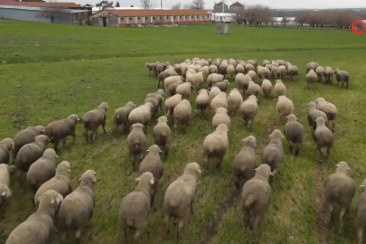 Bursa'da küçükbaşa yönelik önemli bir proje hayata geçiyor