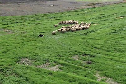 Kangal ve Akbaş’tan sonra sürü yönetimine yeni güç: Border Collie