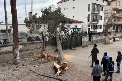 İznik'te dev ağaç okul bahçesine devrildi