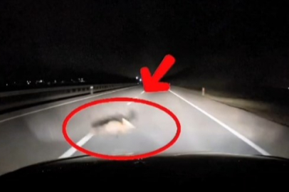 Bursa'da yola atlayan tilki sürücüye zor anlar yaşattı