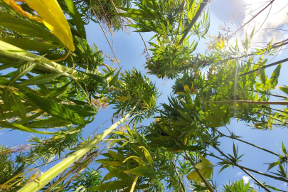 21 ilde kenevir üretimi yapılabilecek