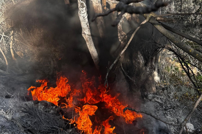 Bursa'da çıkan çalı yangını büyümeden söndürüldü