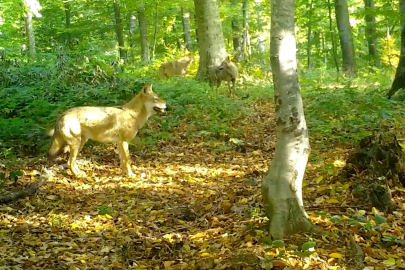 'Kurtlar konseyi' Uludağ'da toplandı