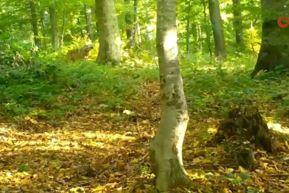 'Kurtlar konseyi' Uludağ'da toplandı