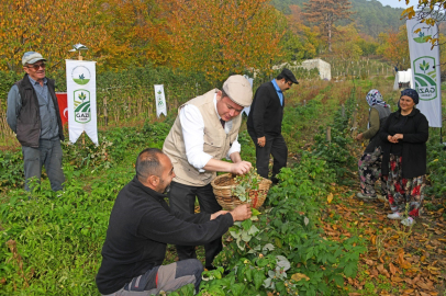 Osmangazi Belediyesi'nden dağ köylerinde ahududu seferberliği