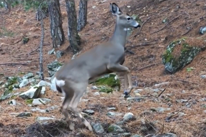 Uludağ'da fotokapana yakalanan karacanın sevimli halleri