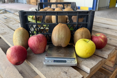 İznik'te yetiştirilen dev kiviler ağırlıklarıyla rekor kırdı