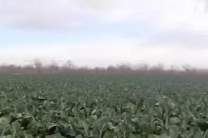 Bursa'da sağanak yağış tarımı vurdu