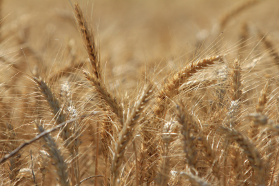 Dünya tahıl üretiminde bolluk ve rekor sezonu yaşanıyor