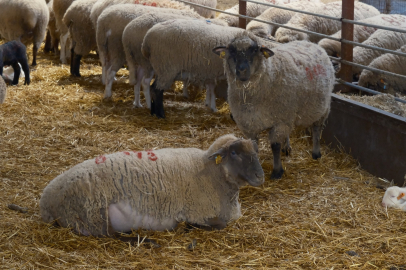 Yılların Merinos Koyunu'na yeni etçil rakip çıktı!