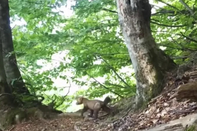 Uludağ'da yiyecek arayan sansar fotokapanla görüntülendi