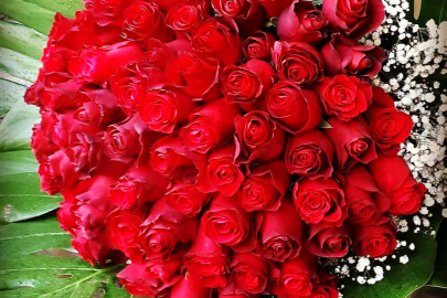 Sevgililer Gününe günler kala kırmızı gül mesajı!