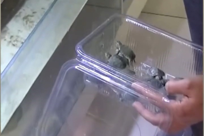 Bursa'da kaplumbağa operasyonu