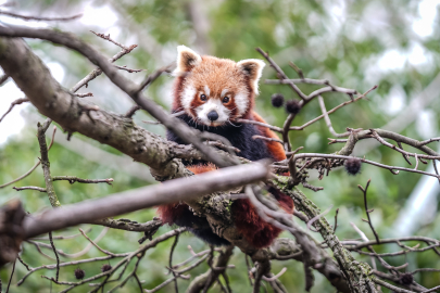 Bursa'da kırmızı panda yavrularına özenle bakılıyor