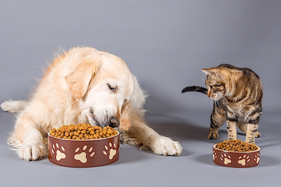 Bursa'da evcil hayvan sahiplerine yeni dijital platform