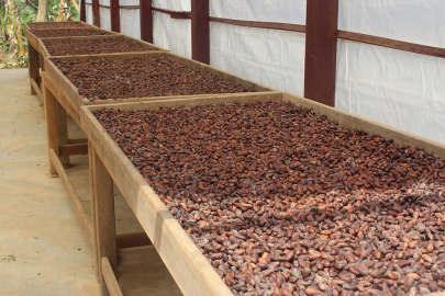 Türkiye'den kakao ihracatında rekor