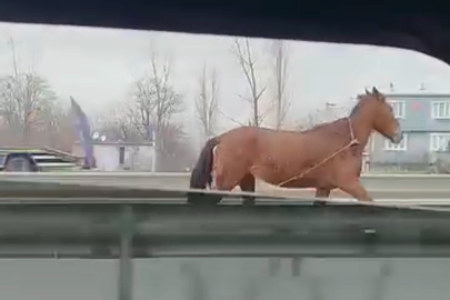 Bursa'da başıboş at trafikte görüldü