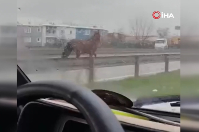 Bursa'da başıboş at trafikte görüldü