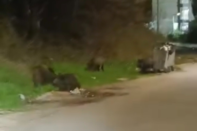 Bursa'da aç kalan domuz sürüsü şehre indi