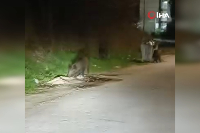 Bursa'da aç kalan domuz sürüsü şehre indi
