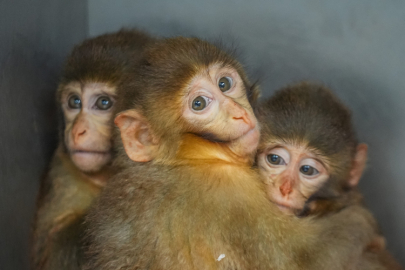 Bursa'da polis denetiminde ele geçirilen makak maymunu yavrularına özenle bakılıyor
