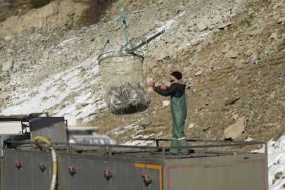 Denizi olmayan şehirde balık üretimi 2 bin tona yaklaştı