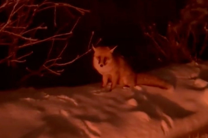 Uludağ yolunda tilki görüntülendi