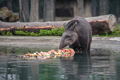 Bursa Hayvanat Bahçesi'ndeki tapirler kış mevsiminde özenle besleniyor