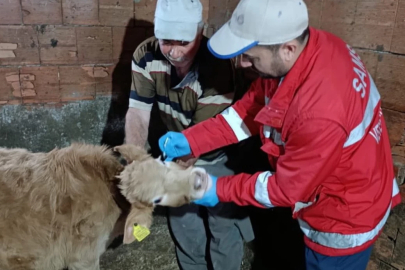 Şapla mücadelede yeni dönem: Aşısız hayvana sevk yok, ceza var