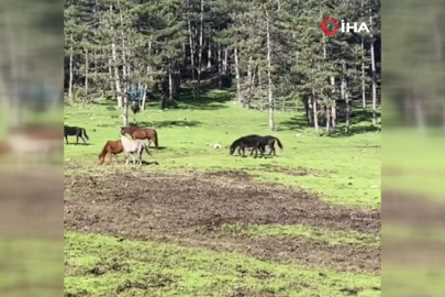 Bursa’da yılkı atlarının özgürlük gezisi