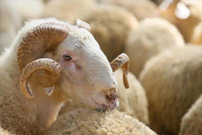 Hayvancılıkta yeni dönem: 150 bin küçükbaş ve faizsiz kredi desteği