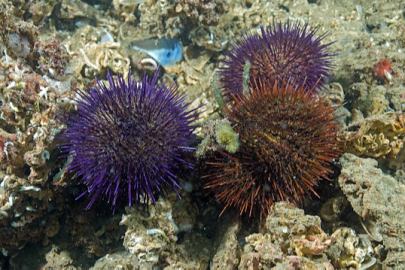 Marmara Denizi'nde deniz kestanesi avcılığına geçici düzenleme