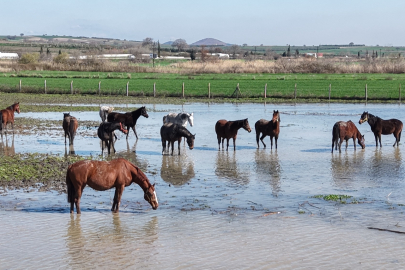 Bursa'da milyonluk yarış atları su altında kaldı