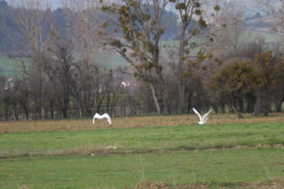 Bolu'da nadir rastlanan beyaz balıkçıl kuşlar görüntülendi