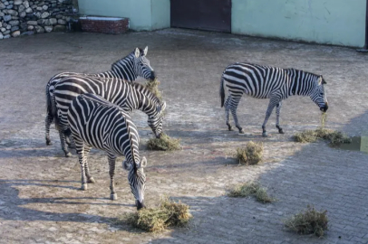 Bursa Hayvanat Bahçesi'ndeki zebra ailesine 2 üye daha!