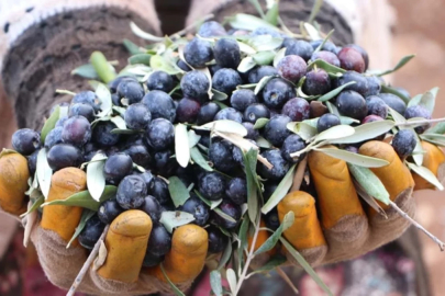 Marmarabirlik 2025’te rekor büyüme sağladı: Net ciro 6,8 milyar TL’ye ulaştı