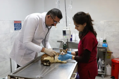 Yaralı kediye Bursa Büyükşehir şefkati