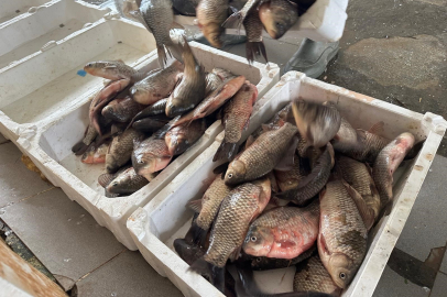 İstilacı İsrail sazanları Bursalı balıkçılara gelir kaynağı oldu