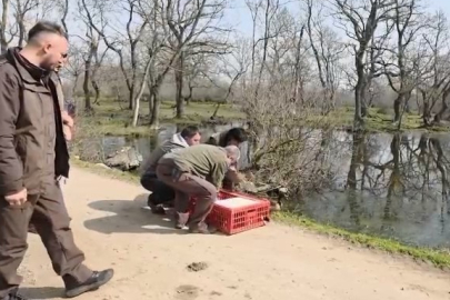 Karacabey Longozları'nda yaban hayatına özgürlük
