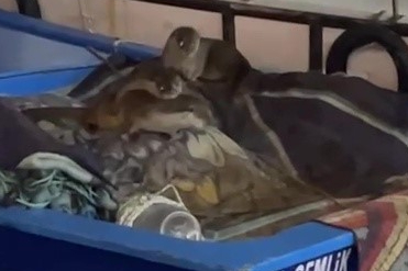 Gece limanda sürpriz misafirler: Su samuru ailesi tekneye sığındı