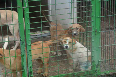 Gemlik'te hayvan severler barınak önünde toplandı: İçeri alınmadılar