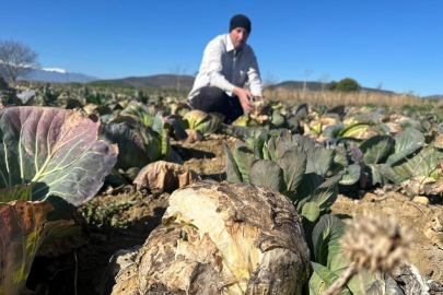 Pazarda 70 lira ama yüzbinlercesi tarlada çürüdü: Üreticiler Tarım Kredi'ye çağrı yaptı