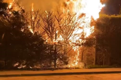 Bursa'da bir ağaç sebepsiz yere ateşe verildi