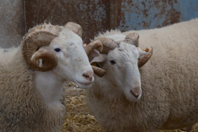 Türkiye'nin en değerli koçları rekor fiyatlara satılıyor