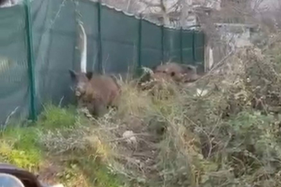 Bursa’da domuz sürüsü yerleşim alanına indi