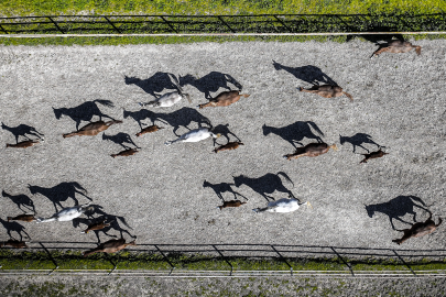 Bursa'daki TİGEM harasında şampiyon adayı taylar dünyaya gözlerini açıyor